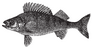 Rock Fish Stew Rock Fish Stew