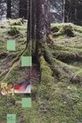 Hemlock Forest
