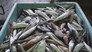 Zako: Trash Fish Is Treasure