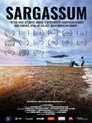 Sargassum