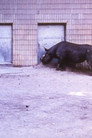 Rhinoceroses