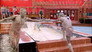HOH Competition