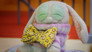 Dibillo's Bow Tie