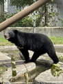 Bear Guardians
