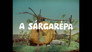A sárgarépa