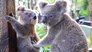 Cool Koalas and Elephant Calls
