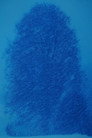 Beech Tree-Appearance