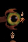 Bestiary Unknown