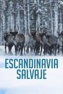 Poster de Escandinavia salvaje