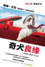 The Shaggy Dog