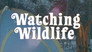 Watching Wildlife