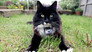 The Secret Life of the Cat