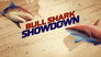 Bull Shark Showdown