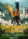 Guacamayas: El vuelo en una ciudad que no deja de crecer