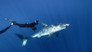 Great White Shark