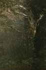 The Secluded Grove