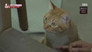 TV Animal Farm 1x1137
