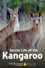 Secret Life of the Kangaroo Episode Rating Graph poster