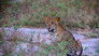 Leopard Battleground
