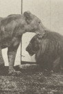 Lion Walking
