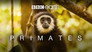 2020 - Primates thumb