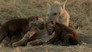 Hyena
