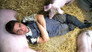Pigs