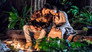 Image Chesapeake Shores