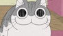 Night 30: The Cat Is Staring at Something