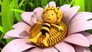 Bee Clean