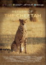 Return Of The Cheetah