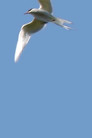 Raid