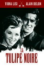 4-La tulipe noire
