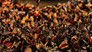 Monarch Amazing Journey