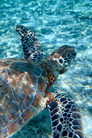 Maldive