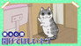 Night 80: The Cat Who Wants the Door Opened
