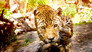 Big Cats
