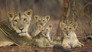 Desert Lions