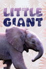 Plakat for 'Little Giant'