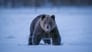 Bear Woodlands