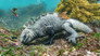 Galapagos: Enchanted Isles