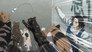 Tonight the Cats Steal the Stars