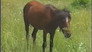 Horse Of Inferior Quality