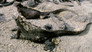 Galapagos