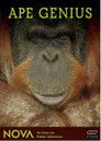 Ape Genius