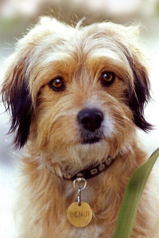 Benjean as Benji in For the Love of Benji