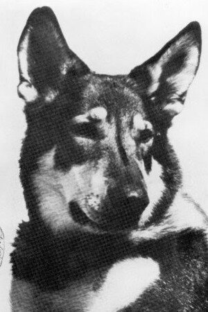 London as Hobo (as London the Dog) in The Littlest Hobo