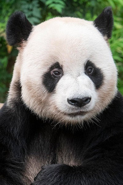 乐宝 as Self in My Dearest Fu Bao