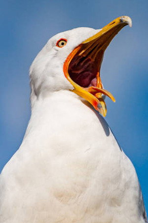Mouette as the bird in Odyssey sur les traces de Sam Neill