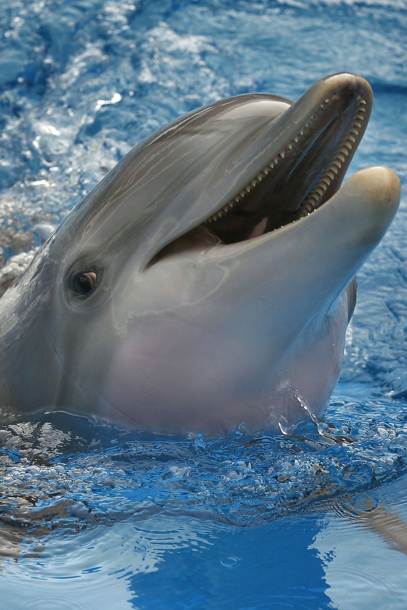 Winter The Dolphin as Self in Dolphin Tale 2